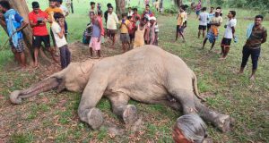 Elephant_1726139347