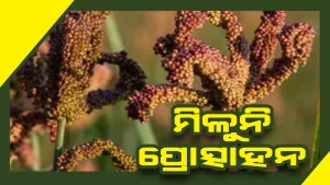 kangu chasha