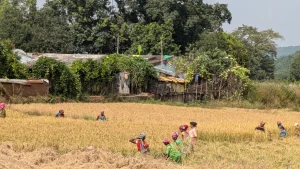 dhanakata