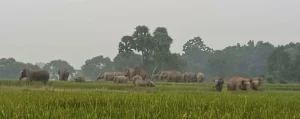 hatipala