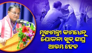 kamadhenu jojona