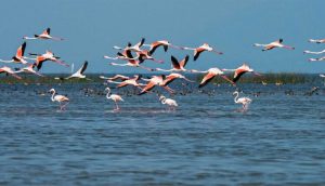 chilika-750x430