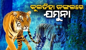 jamuna 24