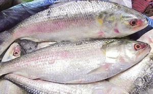 NAKALI ILISHI