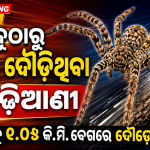 ପୃଥିବୀର ସବୁଠାରୁ ଦ୍ରୁତଗାମୀ ବୁଢ଼ିଆଣୀ: ହଣ୍ଟ୍ସମ୍ୟାନ୍ ସୃଷ୍ଟି କଲା ନୂଆ ରେକର୍ଡ, ଘଣ୍ଟାକୁ ୧୩ କିମି ବେଗରେ ଦୌଡ଼ିପାରେ