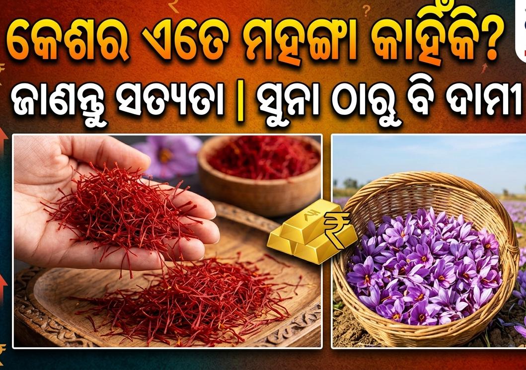 କେଶର ଏତେ ମହଙ୍ଗା କାହିଁକି? ଜାଣନ୍ତୁ ଏହାର ମୂଲ୍ୟ ଓ ଚାହିଦା ପଛର କାରଣ