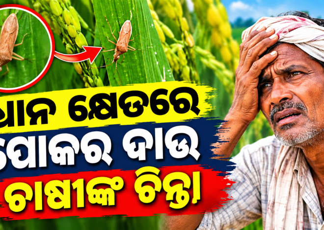 ଧାନ କ୍ଷେତରେ ରୋଗପୋକର ଦାଉ, ଉତ୍ପାଦନ ନେଇ ଚାଷୀଙ୍କ ଚିନ୍ତା