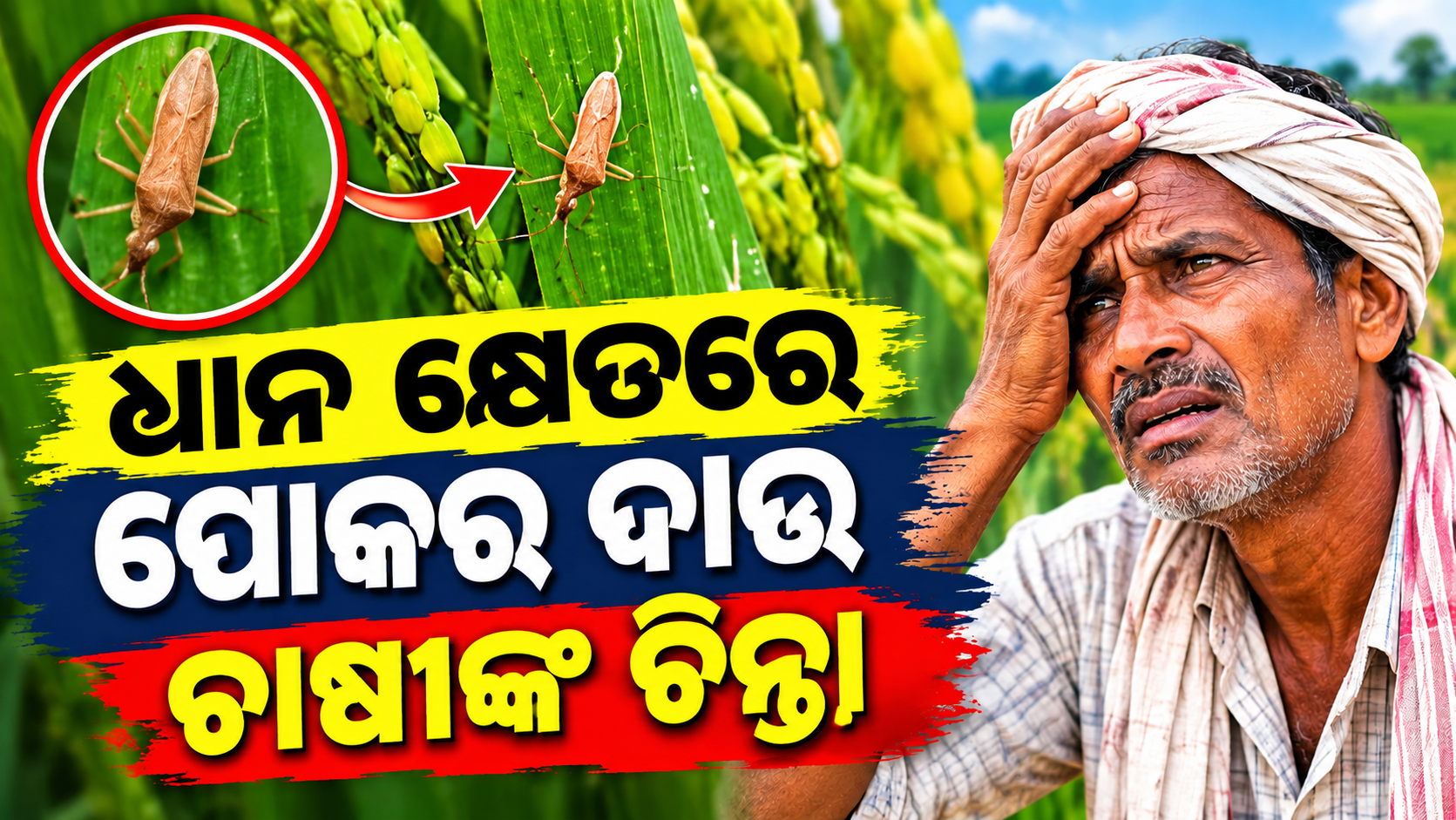 ଧାନ କ୍ଷେତରେ ରୋଗପୋକର ଦାଉ, ଉତ୍ପାଦନ ନେଇ ଚାଷୀଙ୍କ ଚିନ୍ତା
