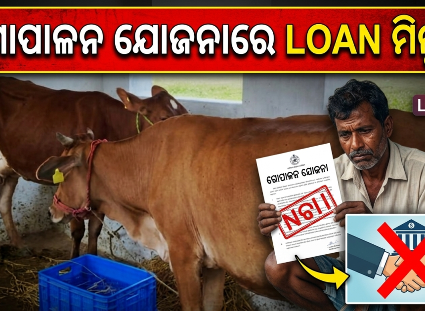 ଗୋପାଳନ ଯୋଜନାରେ ଋଣ ମିଳୁନି: ସେବା ସମବାୟ ସମିତିର ଟାଳଟୁଳ ନୀତିକୁ ନେଇ ଗୋପାଳକଙ୍କ ଅସନ୍ତୋଷ
