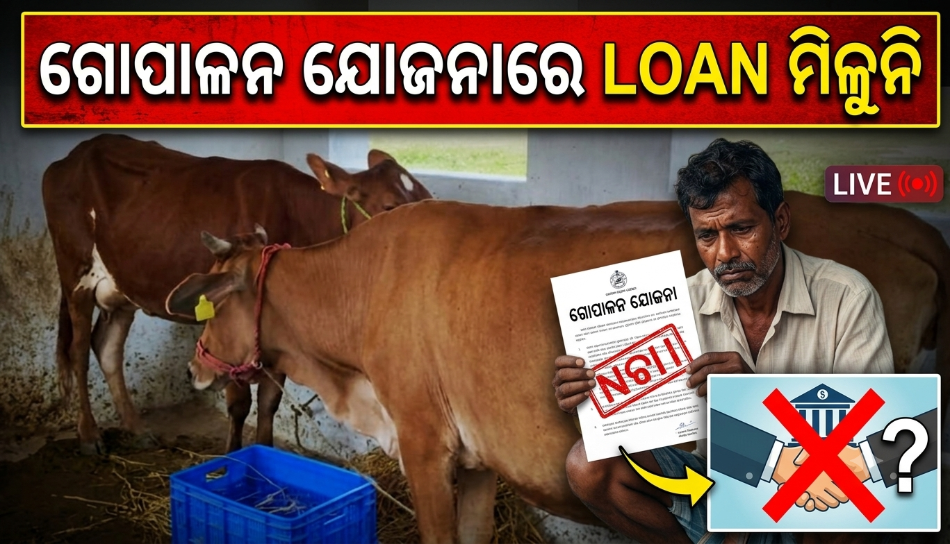 ଗୋପାଳନ ଯୋଜନାରେ ଋଣ ମିଳୁନି: ସେବା ସମବାୟ ସମିତିର ଟାଳଟୁଳ ନୀତିକୁ ନେଇ ଗୋପାଳକଙ୍କ ଅସନ୍ତୋଷ