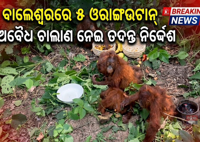 ବାଲେଶ୍ୱରରେ ୫ ଓରାଙ୍ଗଉଟାନ୍‌ ଉଦ୍ଧାର: ଅବୈଧ ଚାଲାଣ ନେଇ ମୁଖ୍ୟମନ୍ତ୍ରୀଙ୍କ ଉଦ୍‌ବେଗ