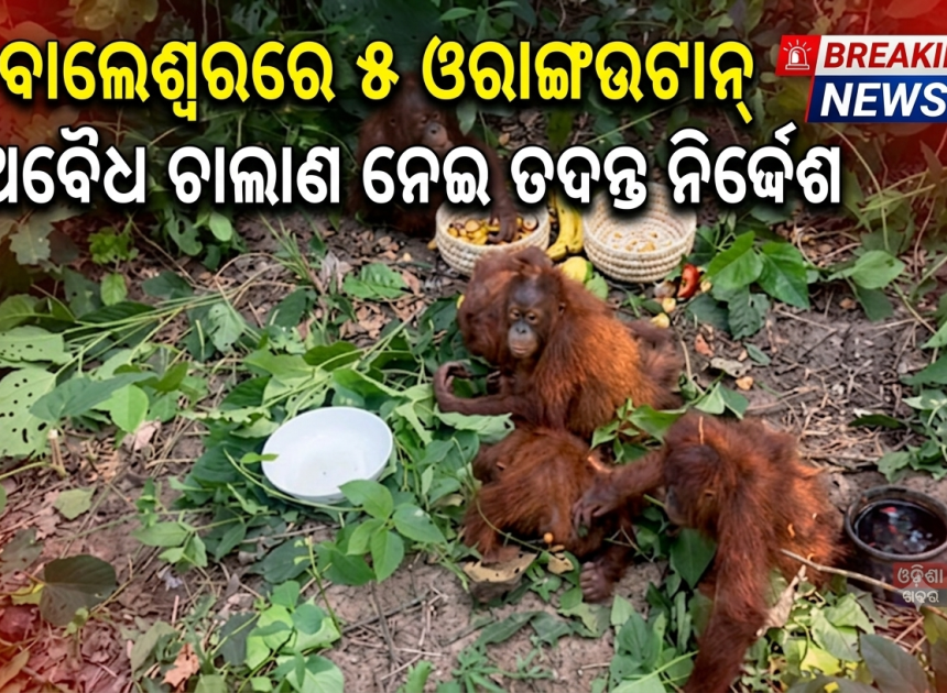 ବାଲେଶ୍ୱରରେ ୫ ଓରାଙ୍ଗଉଟାନ୍‌ ଉଦ୍ଧାର: ଅବୈଧ ଚାଲାଣ ନେଇ ମୁଖ୍ୟମନ୍ତ୍ରୀଙ୍କ ଉଦ୍‌ବେଗ