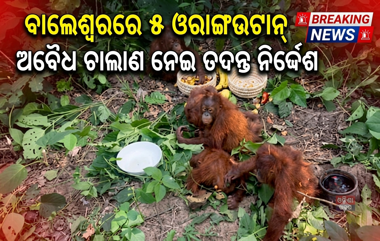 ବାଲେଶ୍ୱରରେ ୫ ଓରାଙ୍ଗଉଟାନ୍‌ ଉଦ୍ଧାର: ଅବୈଧ ଚାଲାଣ ନେଇ ମୁଖ୍ୟମନ୍ତ୍ରୀଙ୍କ ଉଦ୍‌ବେଗ