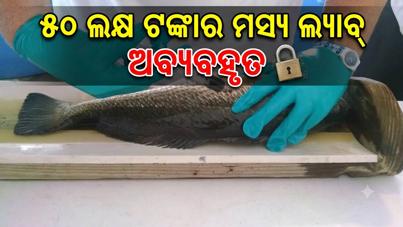 ବାଲେଶ୍ୱରରେ ୫୦ ଲକ୍ଷ ଟଙ୍କାର ମତ୍ସ୍ୟ ଲ୍ୟାବ୍‌ ଅବ୍ୟବହୃତ, ଗୋରୁ ଚରୁଛନ୍ତି ପରିସରରେ
