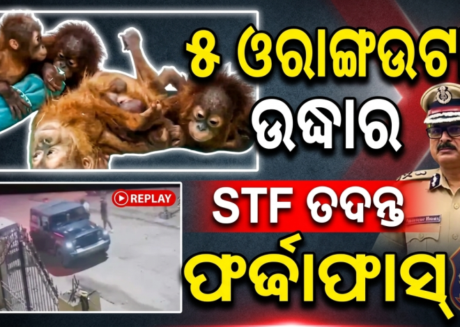 ବାଲେଶ୍ୱରରୁ ୫ ଓରାଙ୍ଗଉଟାନ୍ ଉଦ୍ଧାର, ଦୀଘାରେ ଅଟକିଛି STF ତଦନ୍ତ