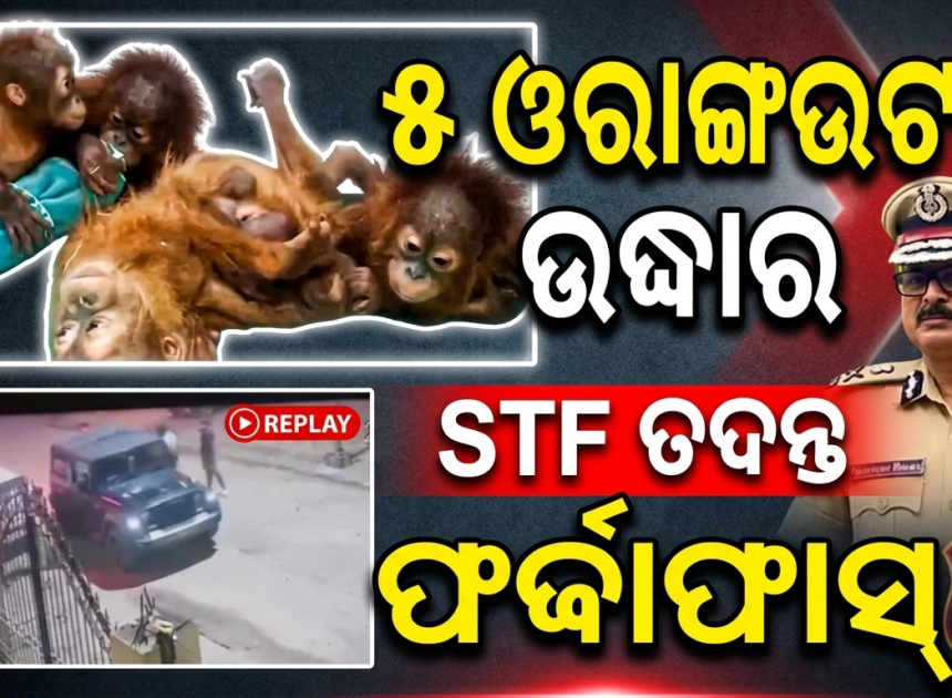 ବାଲେଶ୍ୱରରୁ ୫ ଓରାଙ୍ଗଉଟାନ୍ ଉଦ୍ଧାର, ଦୀଘାରେ ଅଟକିଛି STF ତଦନ୍ତ