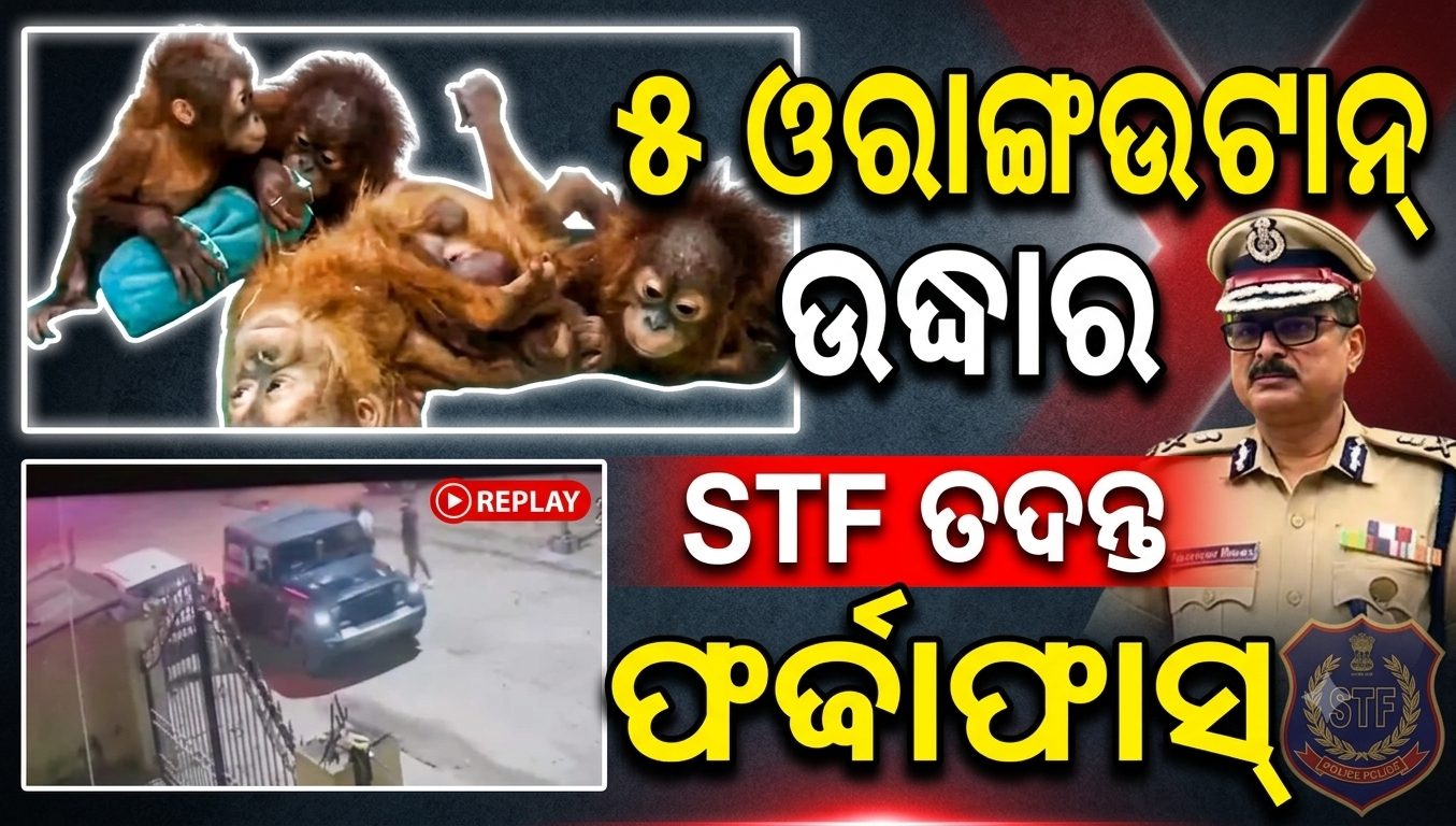 ବାଲେଶ୍ୱରରୁ ୫ ଓରାଙ୍ଗଉଟାନ୍ ଉଦ୍ଧାର, ଦୀଘାରେ ଅଟକିଛି STF ତଦନ୍ତ