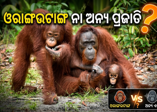 ବିଚିତ୍ରପୁର ଜଙ୍ଗଲରେ ୫ ଓରାଙ୍ଗଉଟାଙ୍ଗଙ୍କୁ  ନେଇ ଚର୍ଚ୍ଚା