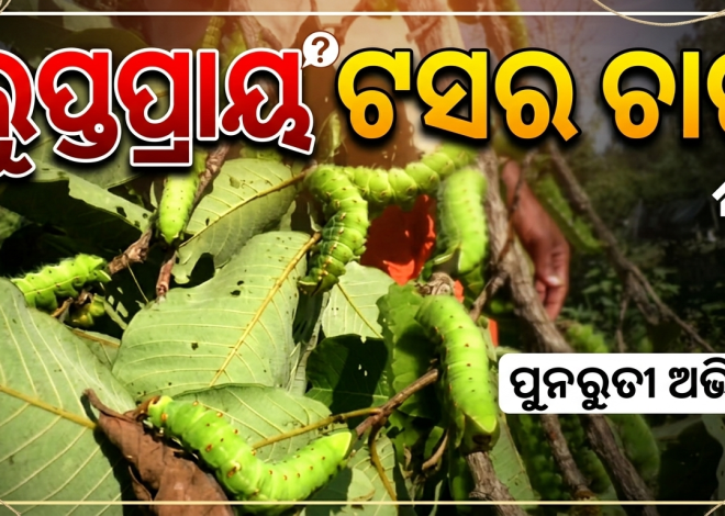 ଲୁପ୍ତପ୍ରାୟ ଟସର ଚାଷ, ତାଲା ପଡ଼ିଛି ସମବାୟ କାର୍ଯ୍ୟାଳୟ