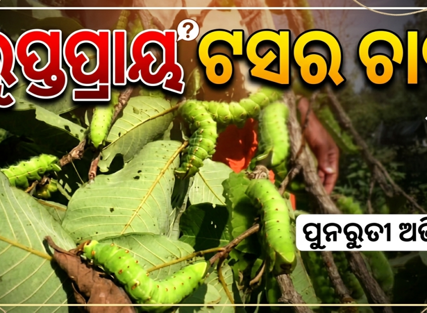 ଲୁପ୍ତପ୍ରାୟ ଟସର ଚାଷ, ତାଲା ପଡ଼ିଛି ସମବାୟ କାର୍ଯ୍ୟାଳୟ