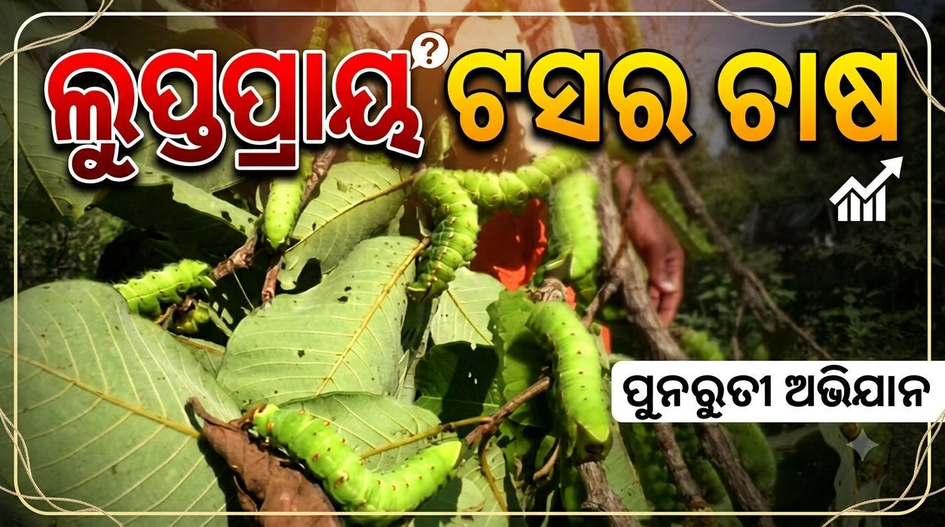 ଲୁପ୍ତପ୍ରାୟ ଟସର ଚାଷ, ତାଲା ପଡ଼ିଛି ସମବାୟ କାର୍ଯ୍ୟାଳୟ